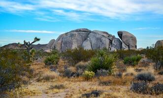 Stone rock on the background Stone desert landscape with desert plants Yucca, Prickly pear photo