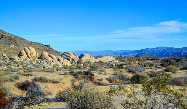 Stone desert and various desert plants in an arid area in Joshua Tree National Park photo