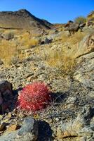 Desert mountain landscape with cacti. Desert barrel cactus Ferocactus cylindraceus, Joshua Tree National Park, south California photo