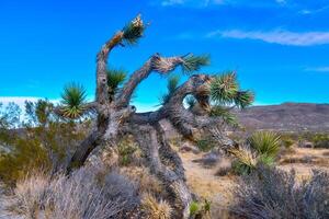 Landscape of stone desert in California, Joshua Tree - a giant yucca in Joshua Tree National Park photo