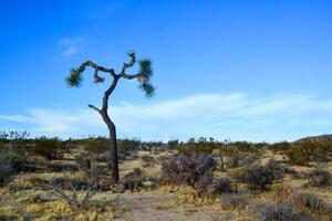 Landscape of stone desert in California, Joshua Tree - a giant yucca in Joshua Tree National Park photo