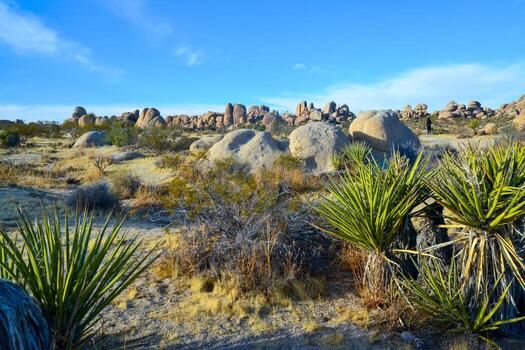 Stone desert and various desert plants in an arid area in Joshua Tree National Park photo