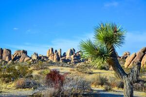 Landscape of stone desert in California, Joshua Tree - a giant yucca in Joshua Tree National Park photo