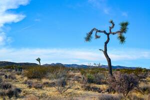 Landscape of stone desert in California, Joshua Tree - a giant yucca in Joshua Tree National Park photo