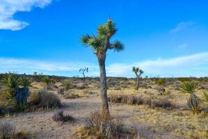 Landscape of stone desert in California, Joshua Tree - a giant yucca in Joshua Tree National Park photo