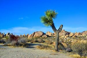 Landscape of stone desert in California, Joshua Tree - a giant yucca in Joshua Tree National Park photo