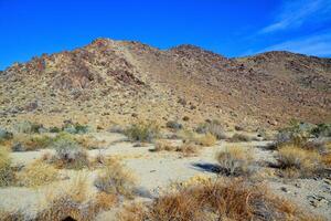 Mountains in the background, Stone desert and various desert plants in an arid area in Joshua Tree National Park photo