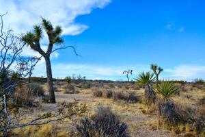 Landscape of stone desert in California, Joshua Tree - a giant yucca in Joshua Tree National Park photo