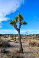Landscape of stone desert in California, Joshua Tree - a giant yucca in Joshua Tree National Park photo