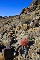 Desert mountain landscape with cacti. Desert barrel cactus Ferocactus cylindraceus, Joshua Tree National Park, south California photo