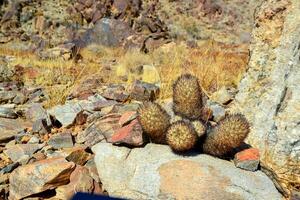 Cushion foxtail cactus Escobaria alversonii, Coryphantha alversonii, Cacti in the California desert. USA California photo