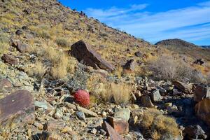 Desert mountain landscape with cacti. Desert barrel cactus Ferocactus cylindraceus, Joshua Tree National Park, south California photo