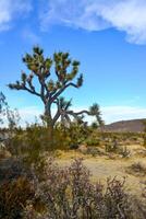 Landscape of stone desert in California, Joshua Tree - a giant yucca in Joshua Tree National Park photo