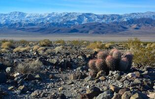 Cacti in the stone desert in the foothills, Echinocactus polycephalus -Cottontop Cactus, Many-headed Barrel Cactus photo