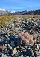 Cacti in the stone desert in the foothills, Echinocactus polycephalus -Cottontop Cactus, Many-headed Barrel Cactus photo