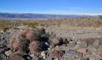 Cacti in the stone desert in the foothills, Echinocactus polycephalus -Cottontop Cactus, Many-headed Barrel Cactus photo