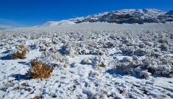 Snow in the mountains, Snow-covered mountain pass, desert plants under the snow in summer photo
