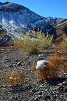 A cap of snow on desert plants on a snow-covered mountain pass. Death Valley National Park, CA photo