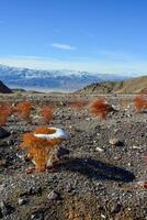 A cap of snow on desert plants on a snow-covered mountain pass. Death Valley National Park, CA photo