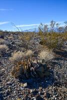 Cacti in the stone desert in the foothills, Golden prickly pear Opuntia aurea, O. basilaris var. aurea photo