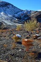 A cap of snow on desert plants on a snow-covered mountain pass. Death Valley National Park, CA photo