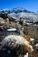 Snow in the mountains, Snow-covered mountain pass, desert plants under the snow in summer photo