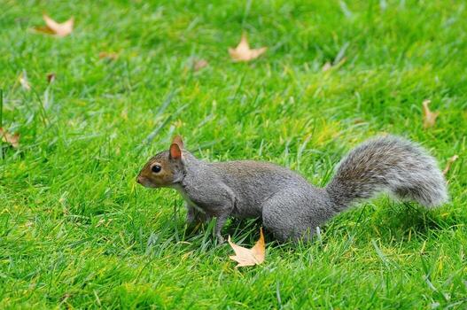 oriental gris ardilla sciurus carolinensis foto