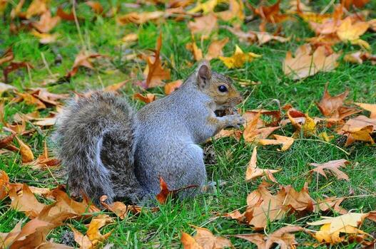 oriental gris ardilla sciurus carolinensis foto