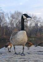 The Canada goose Branta canadensis, birds rest in the lake in Manhattan Park, New York photo
