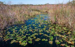 Aquatic and swamp vegetation on the shore and in the water of a freshwater lake in Okefenoke National Park, Florida photo