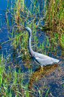 Blue Heron Egretta caerulea in a central Florida pond. Florida photo