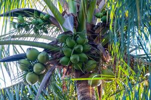 Large coconut tree with green coconuts against the sky, Florida photo