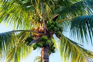 Large coconut tree with green coconuts against the sky, Florida photo