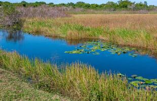 Aquatic and swamp vegetation on the shore and in the water of a freshwater lake in Okefenoke National Park, Florida photo