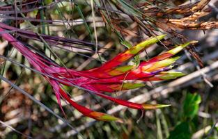 Green anole Anolis verde on a red flower Tillandsia fasciculata, Florida photo