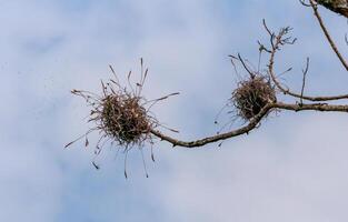 Flowering bushes of the epiphytic plant of Tillandsia on a tree branch, Texas, USA photo