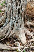 The trunk and roots of a tree growing in a swamp in Florida, USA photo