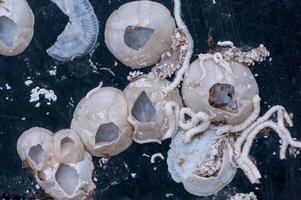 Empty shellfish Balanus sp. and white tubules of sea worms photo