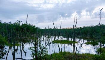Dry trees, and aquatic vegetation in a swamp in Florida, Swamp landscape, USA photo