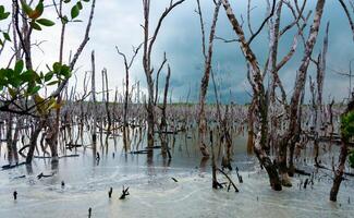 Dry trees, and aquatic vegetation in a swamp in Florida, Swamp landscape, USA photo