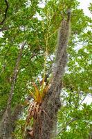 Epiphytic plants in a humid mangrove forest in Florida, bromeliads on the birch trees photo