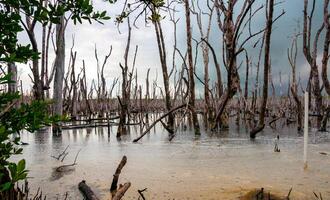 Dry trees, and aquatic vegetation in a swamp in Florida, Swamp landscape, USA photo