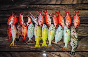 Red and yellow tropical fish -Merou, Lucian- on the deck of a boat, caught in the Red Sea photo