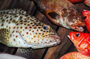 Red and yellow tropical fish -Merou, Lucian- on the deck of a boat, caught in the Red Sea photo