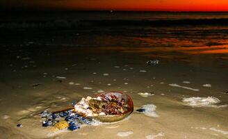 Horseshoe crab Limulus polyphemus, An animal washed up by a storm on a sandy beach in Brighton Beach, NY photo