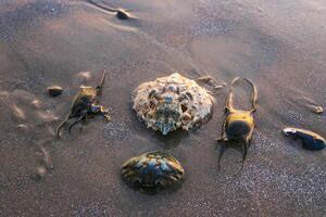 Crab shells and stingray eggs washed up in a storm on the sandy shore of a beach near Brighton Beach in the evening photo
