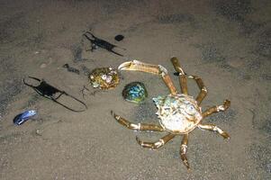 Crab shells and stingray eggs washed up in a storm on the sandy shore of a beach near Brighton Beach in the evening photo
