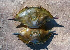 The shell of a crab thrown by a storm ashore at Brighton Beach, New York photo