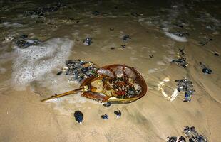 Horseshoe crab Limulus polyphemus, An animal washed up by a storm on a sandy beach in Brighton Beach, NY photo