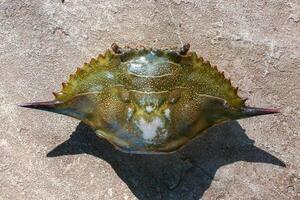 The shell of a crab thrown by a storm ashore at Brighton Beach, New York photo